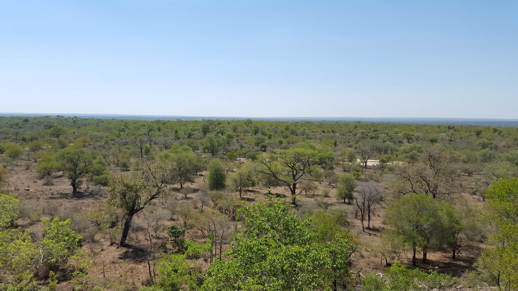 Open bushveld woodland on flat ground, acacias to the horizon under a pale sky.